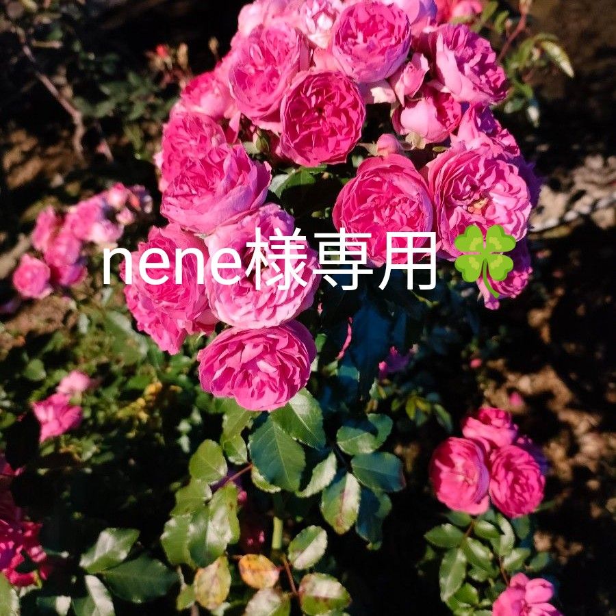 nene様専用|Yahoo!フリマ(旧PayPayフリマ) nene様専用|Yahoo!フリマ(旧PayPayフリマ)