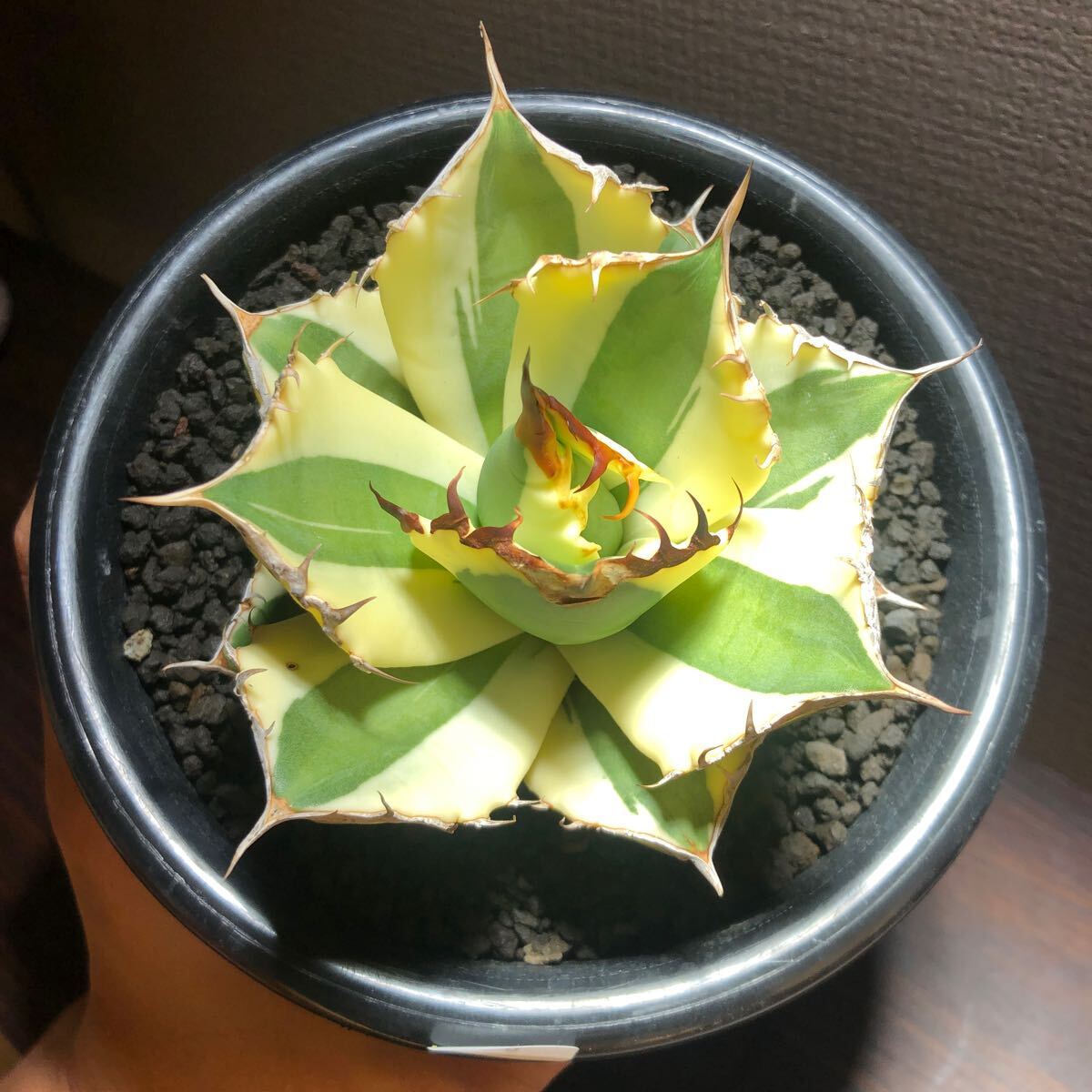 [510] agave chitanotasnagru toe s. pot 5 number Agave titanota Snaggle Tooth