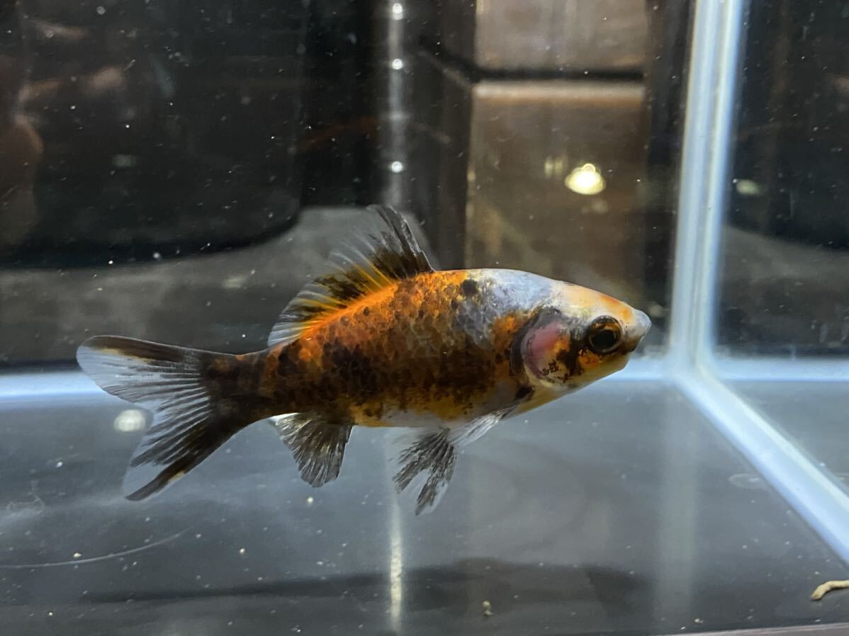 [ aqua исцеление p редкость tes] золотая рыбка изменение Japanese wakin 