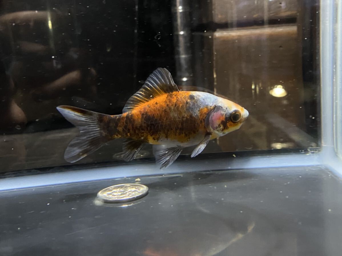 [ aqua исцеление p редкость tes] золотая рыбка изменение Japanese wakin 