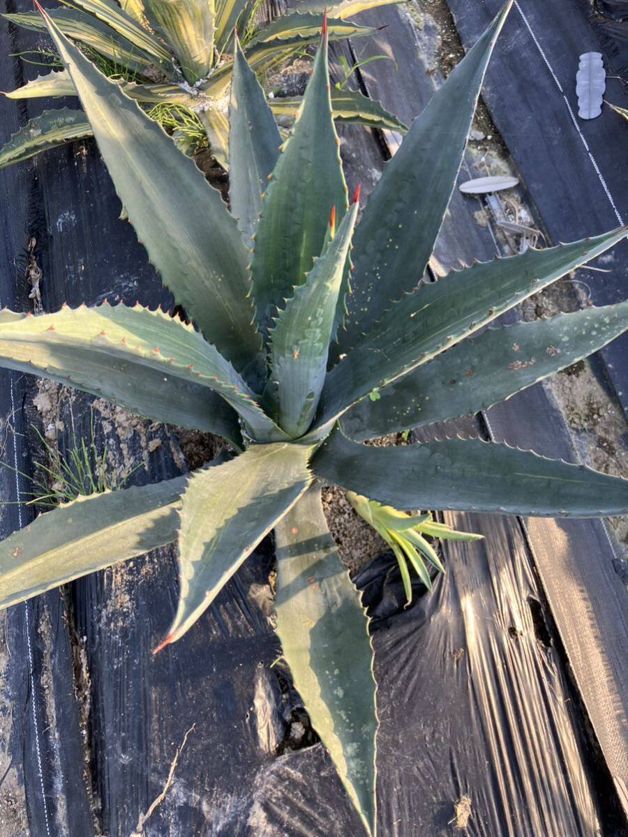  agave America -na