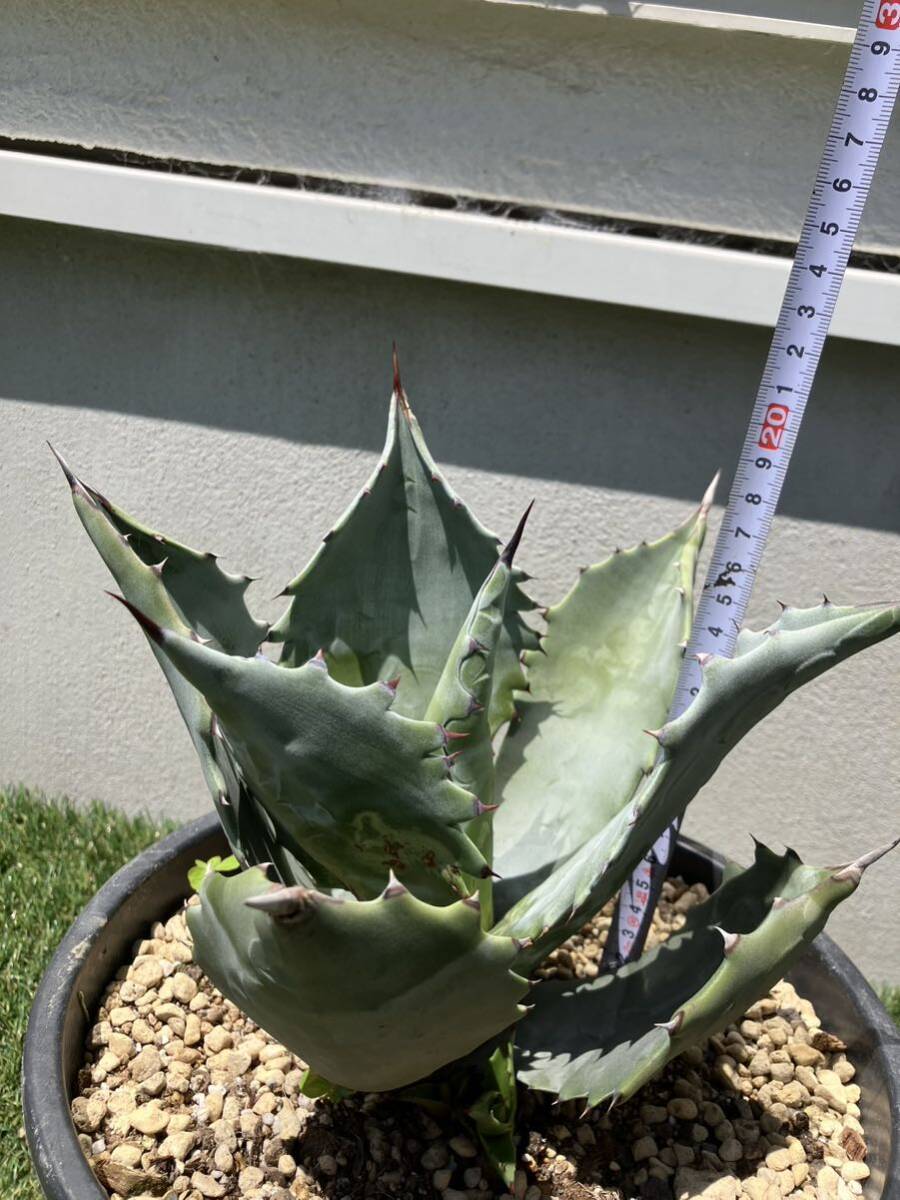 Agave colorata variegated アガベ コロラータ 武蔵坊　鉢ごと子株付き_画像5