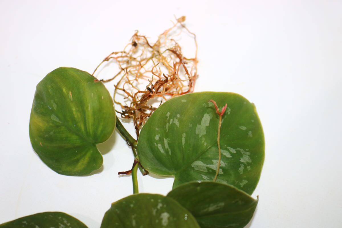 5/19落札　出品番号3番 フィロデンドロン sp. エクアドル産 Philodendron sp.Ecuador_画像3