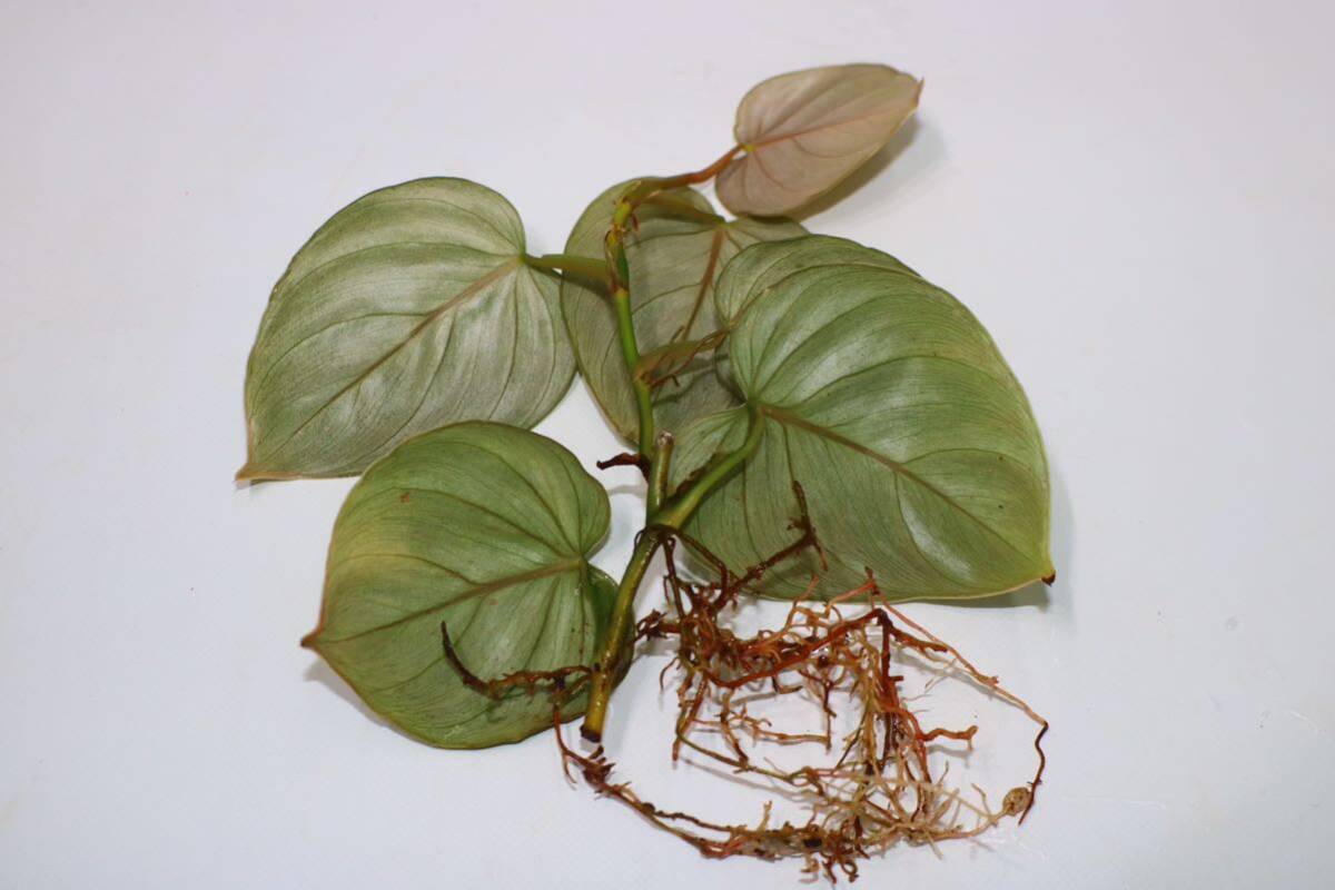 5/19落札　出品番号3番 フィロデンドロン sp. エクアドル産 Philodendron sp.Ecuador_画像4