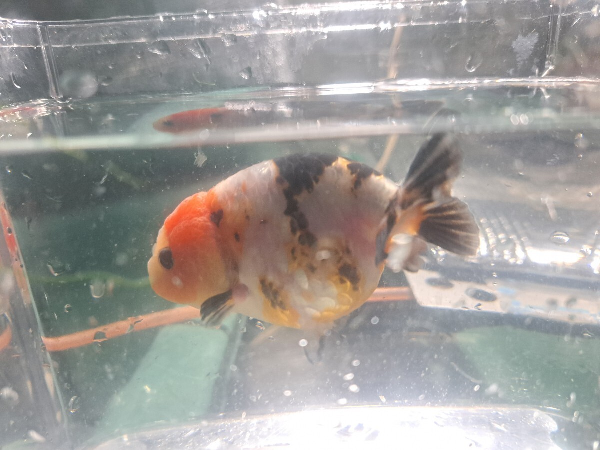  selling out goldfish Edo . future wait super large small tail . golgfish 