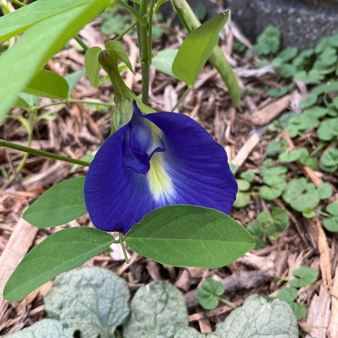 一重 バタフライピー 種30粒 青い花 つる性 グリーンカーテン_画像1