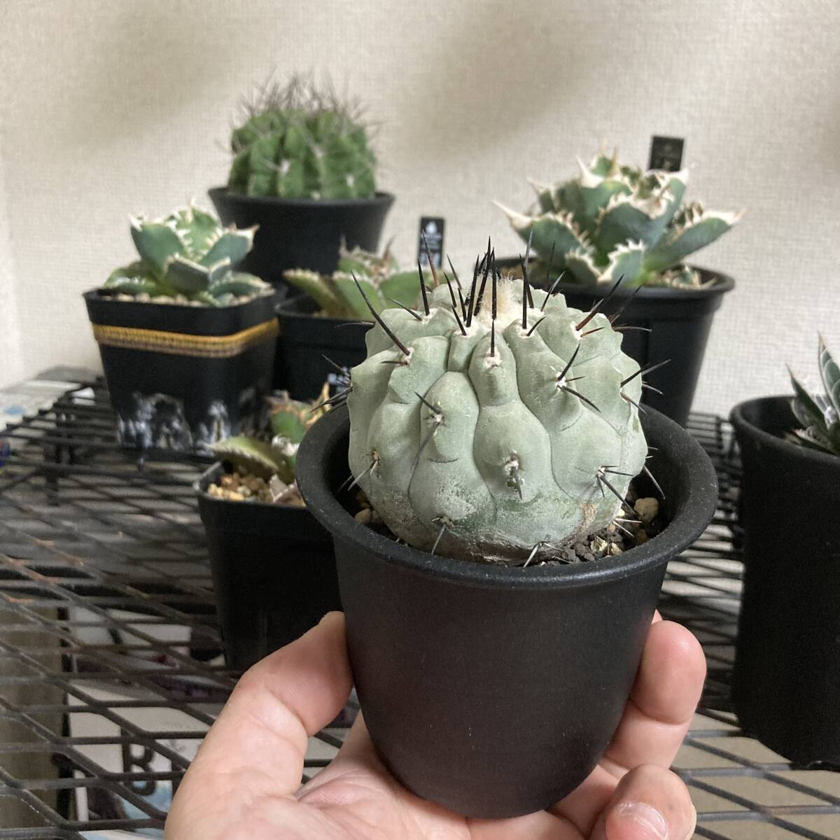  希少 黒王丸 Copiapoa cinerea ・コピアポア・シネレア 実生 コレクション良型株/弧竜丸黒士冠_画像4