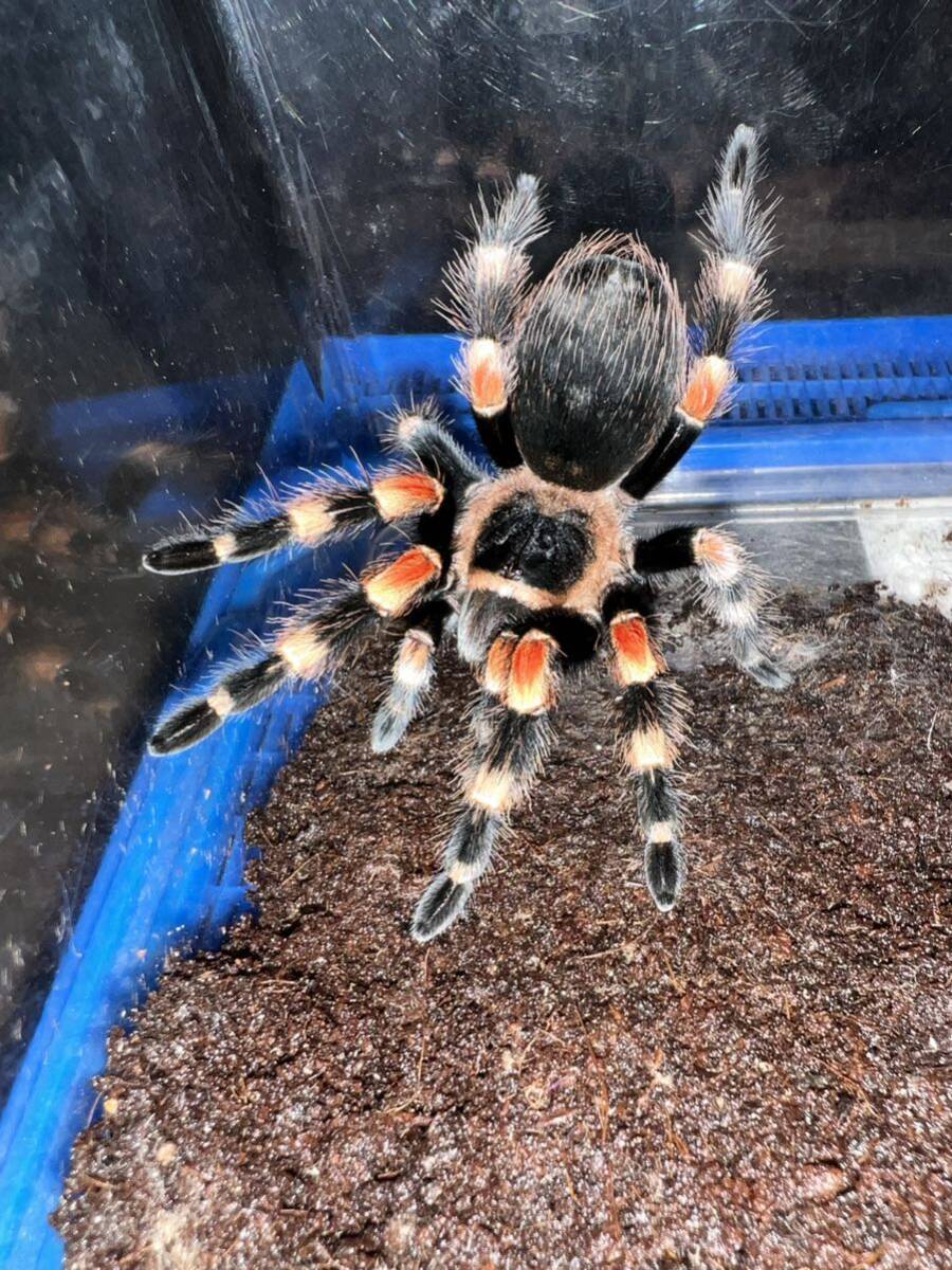 【♀確定】Brachypelma　hamorii メキシカンレッドニー　タランチュラ　LS10〜11cm程_画像3