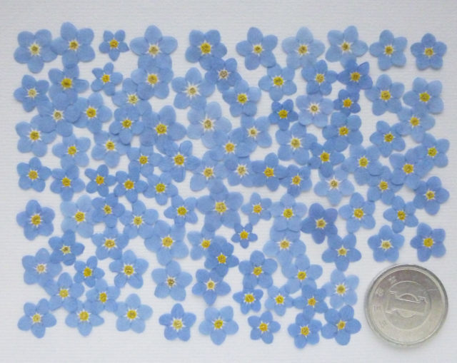 [ with translation ] pressed flower material :was Rena gsa/ myosotis 100 piece (S011 pushed flower parts )