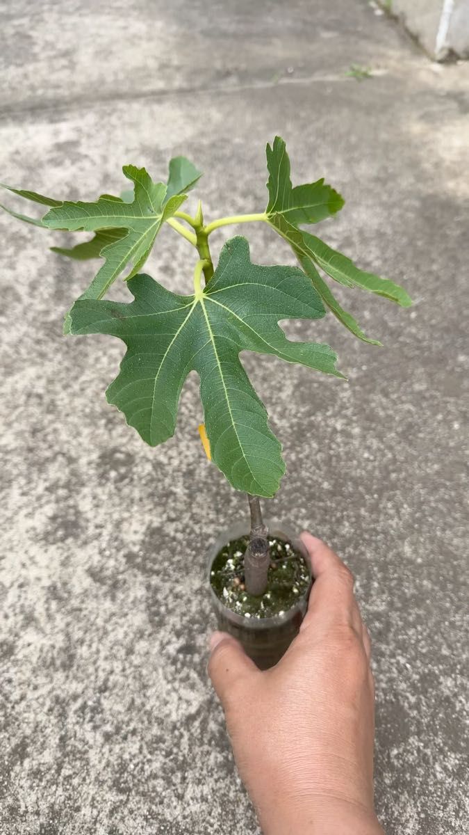 16イチジク(無花果)２年生根張り抜群