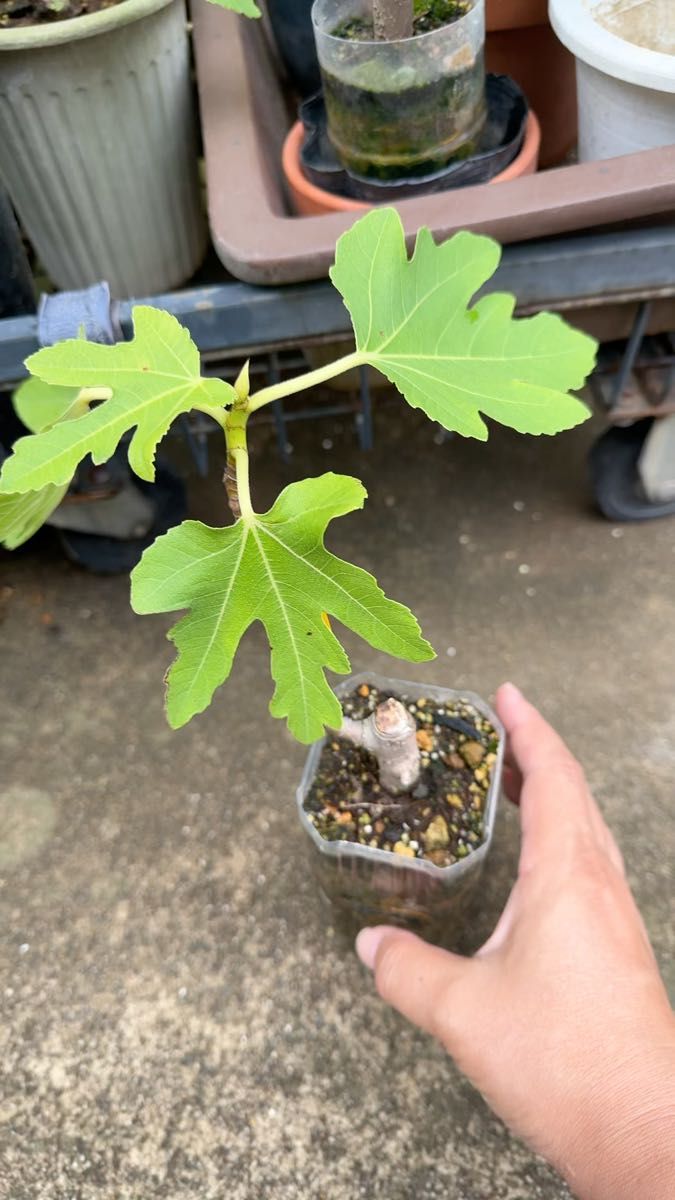 7イチジク(無花果)苗木２年生根張り抜群