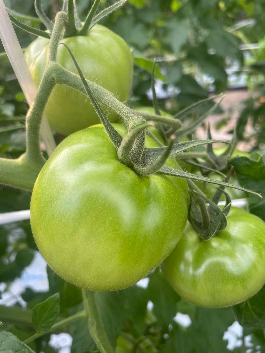静岡県産　トマト　中玉　1.2kg 減農薬　農家直送
