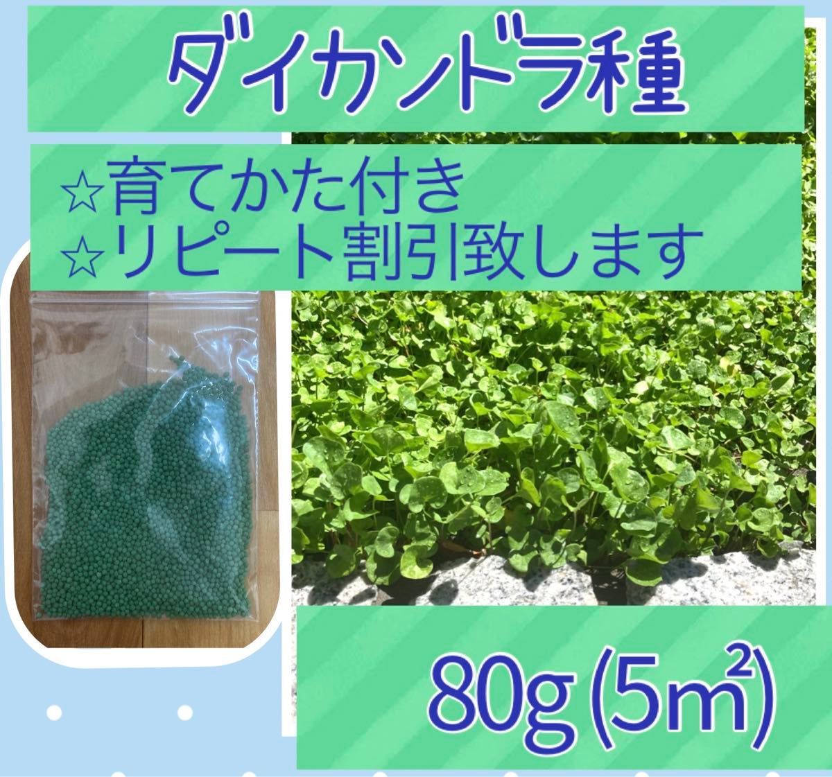 ダイカンドラ種子 80g以上《育て方付き＆リピート割引あり グランドカバーに！》ディコンドラ