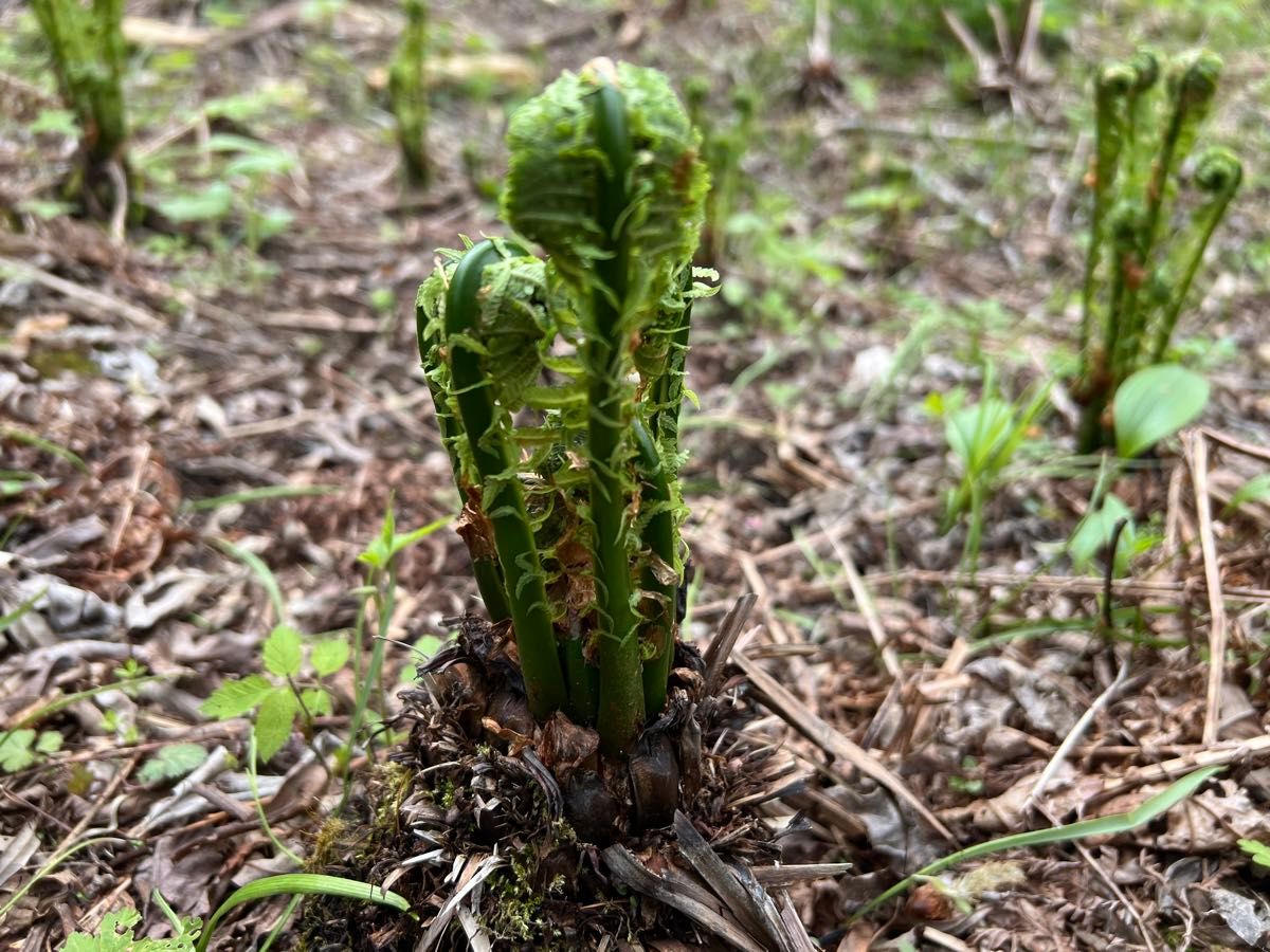 道東産天然こごみ400グラム