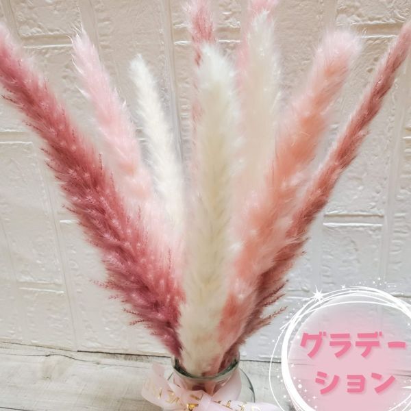  bread Pas gla spin k gradation dry flower tail Lead Mini tail Lead interior present bouquet material for flower arrangement pink 