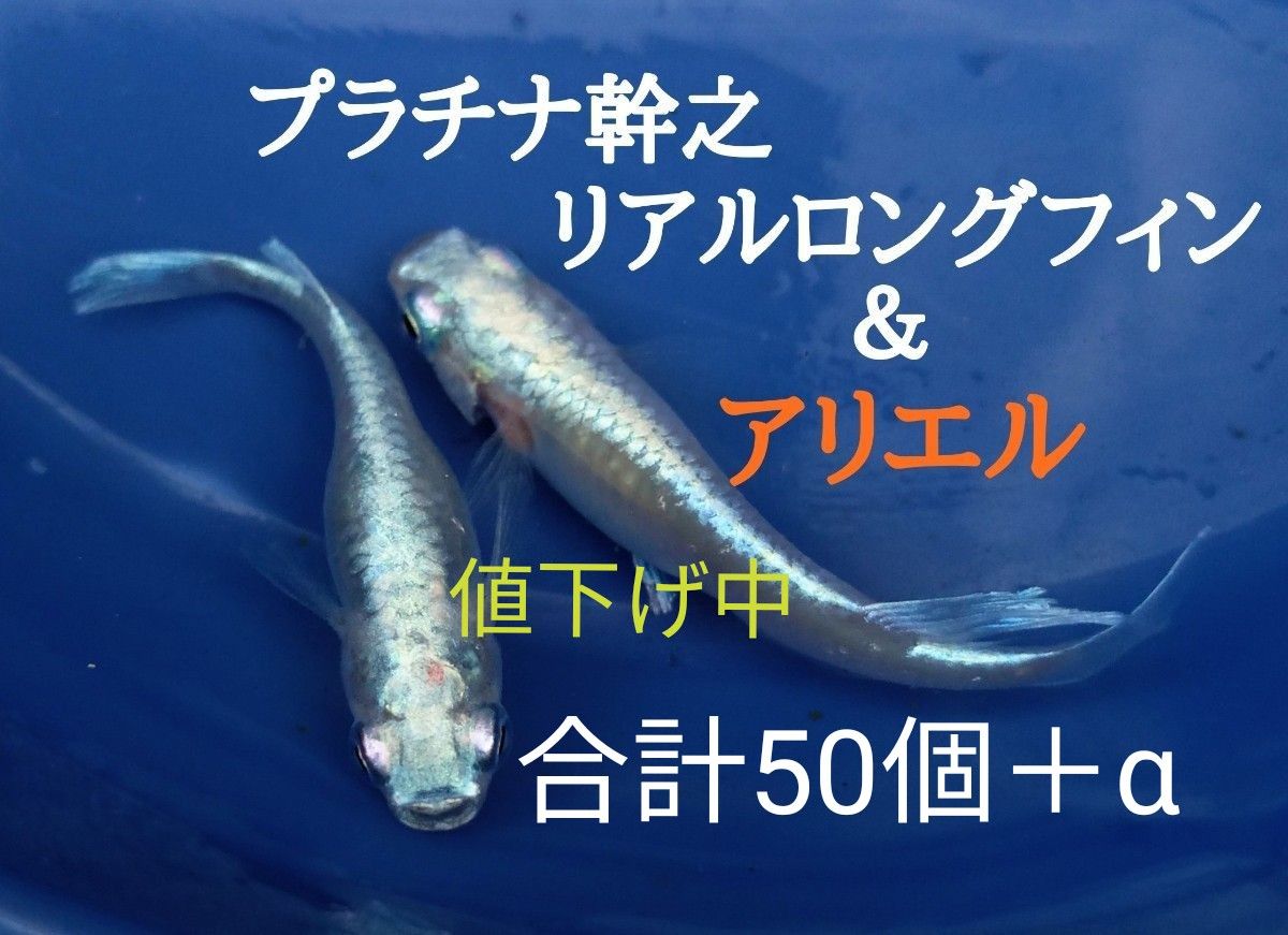 ☆めだか　卵　ミックス　プラチナ幹之リアルロングフィン＆アリエル　有精卵　各25個＋α　合計50個＋α　メダカ　卵　ヒレ長☆