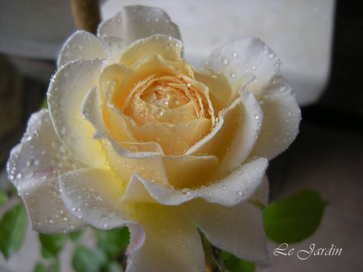 【ムーンスプライト・アプリコット】強香！淡い黄色のロゼット咲きのバラ（四季咲き）FL・フロリバンダ_画像3