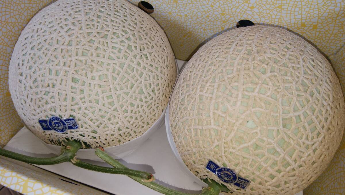 1 jpy ~[ Kochi prefecture production ] greenhouse melon 0 preeminence 2 sphere approximately 4.