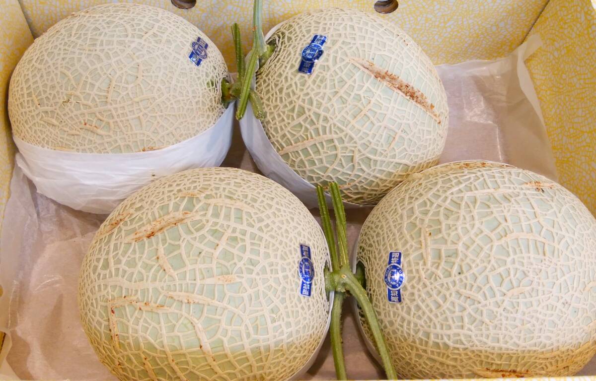 1 jpy ~ with translation [ Kochi prefecture production ] night . greenhouse melon 4 sphere approximately 9.1.~ segregation cultivation 