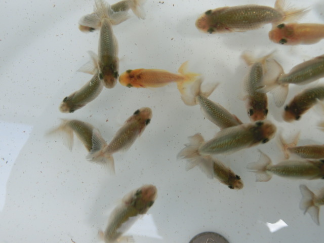 [ britain .] golgfish . fish 6 times eyes selection another leak ( Numazu O. system ) 20-4* including in a package un- possible *