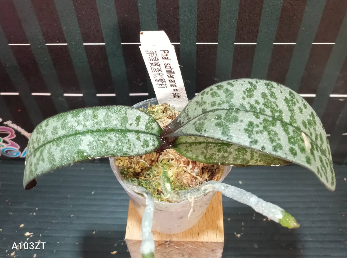 胡蝶蘭原種　Phal.schilleriana（実生苗）_出品株アップ画像