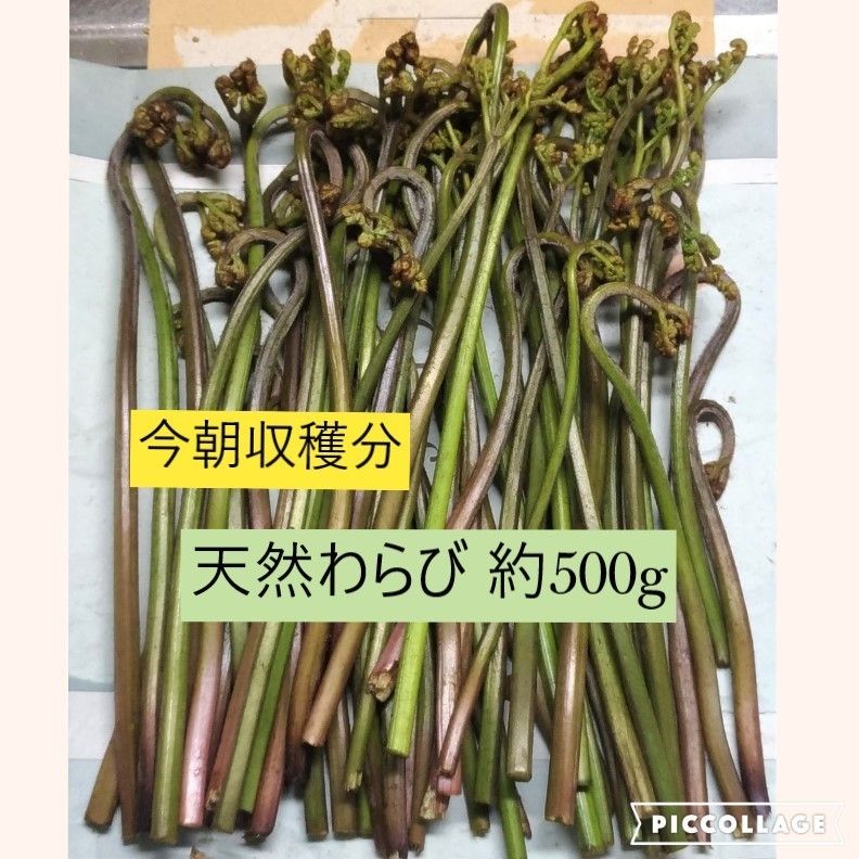 今朝収穫　新鮮　天然わらび　約500g　大阪泉州産