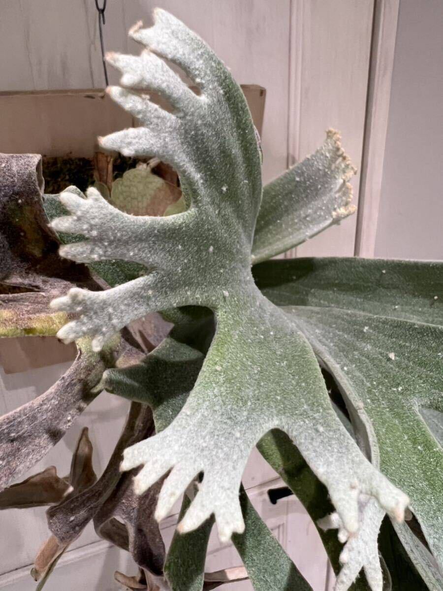 Platycerium celso tatsuta セルソ ビカクシダ(検 コウモリラン Platycerium celso tatsuta セルソ ビカクシダ(検 コウモリラン