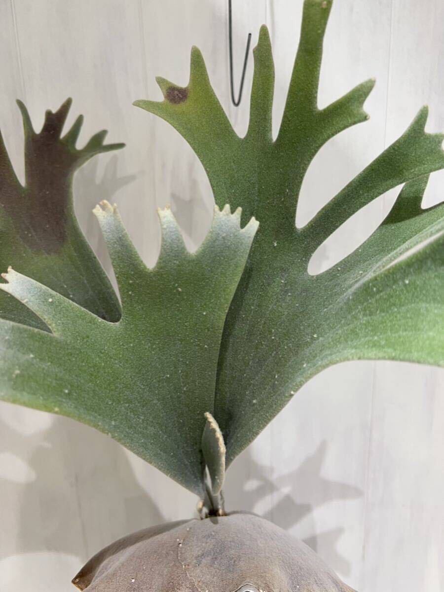Bibian 比比昂- Platycerium celso tatsuta セルソビカクシダ(検 Bibian 比比昂- Platycerium celso tatsuta セルソビカクシダ(検