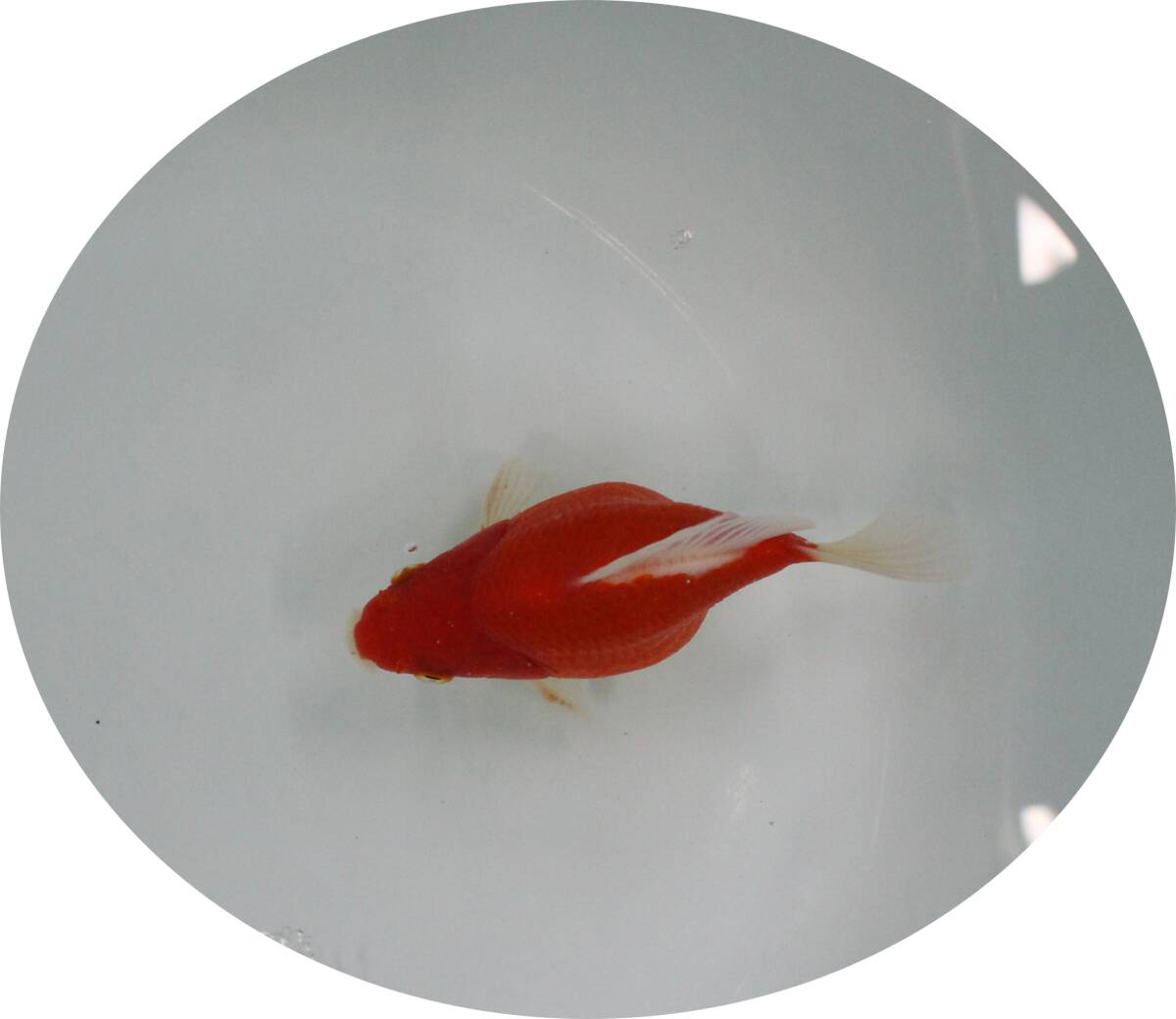 【ＫＨＦ】 金魚 玉サバ 明け二歳魚 雄 １２Ｃｍ 青木養鯉場産（山古志）E21D_画像2