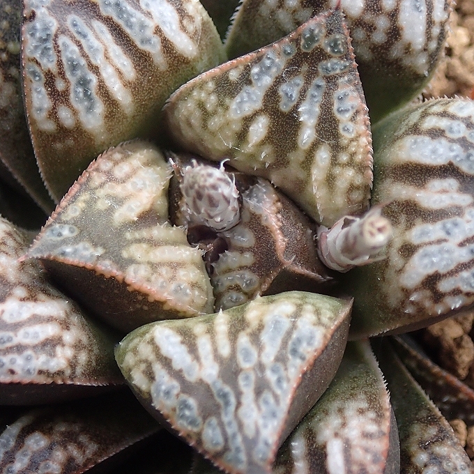 ハオルチア　京の恋×なまはげ　実生未繁殖　★多肉植物★_画像3