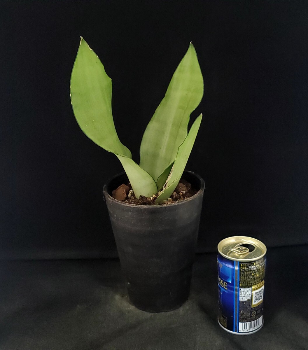 ** succulent plant * sansevieria .* silver honey *A*(4 number pot ) height approximately 31cm