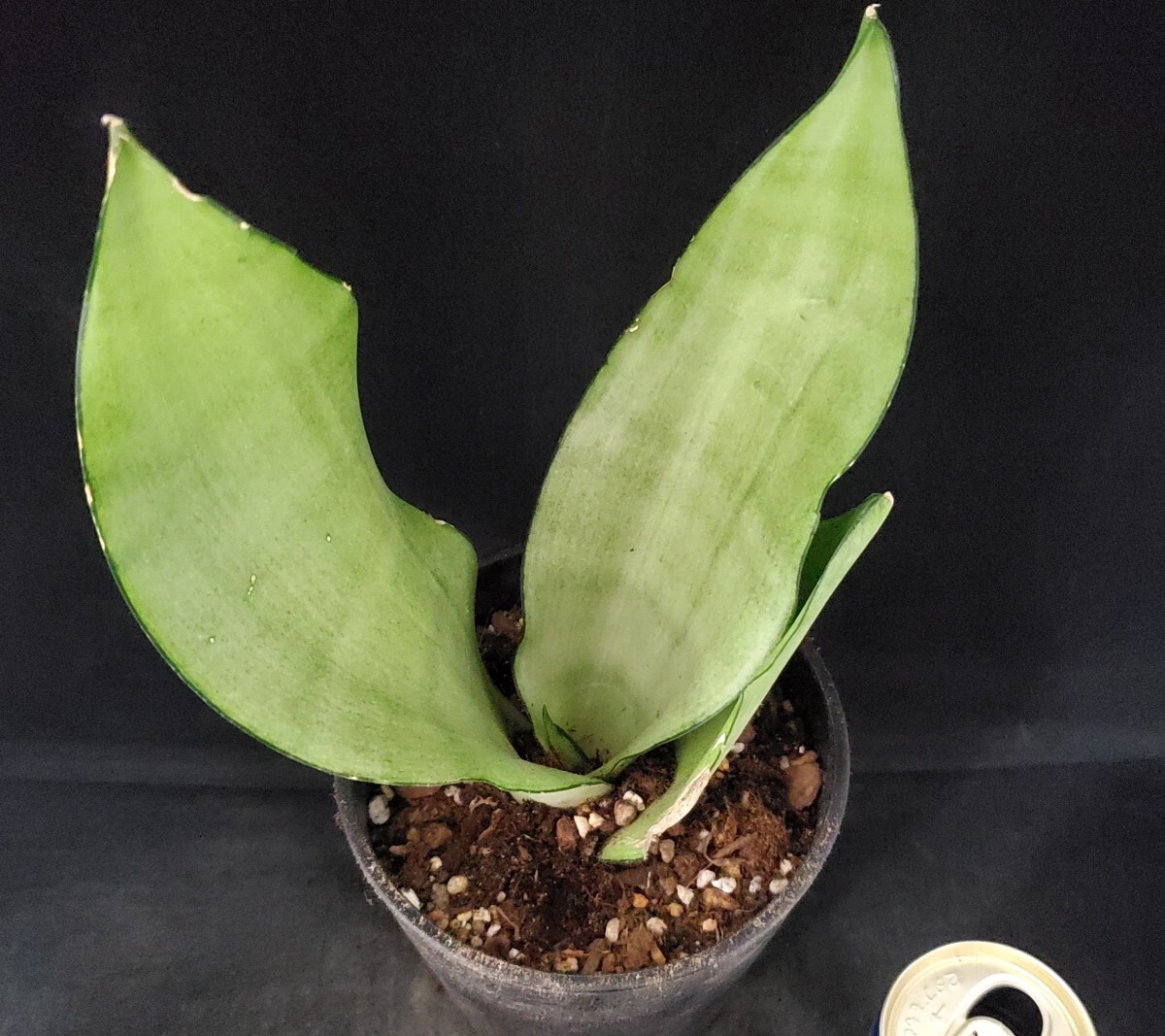 ** succulent plant * sansevieria .* silver honey *A*(4 number pot ) height approximately 31cm