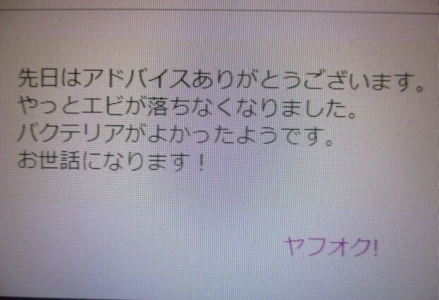 ブラックウオーター1000ccバクテリアおまけ付 ビーシュリンプ、めだかの赤ちゃんが良く育つの画像2