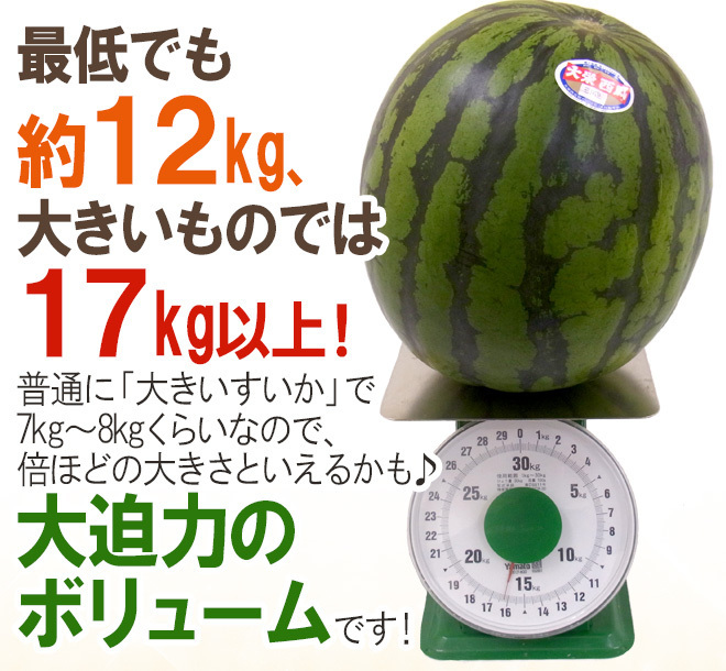 （予約）限定1玉!鳥取産【大栄すいか】超特大 12ｋｇ以上 JUMBO！！！！の画像5