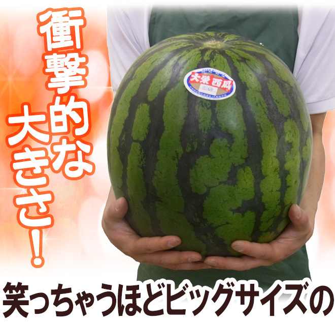 （予約）限定1玉!鳥取産【大栄すいか】超特大 12ｋｇ以上 JUMBO！！！！_画像3