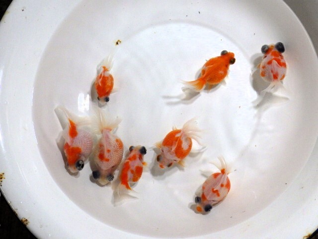 出目ピンポンパールの無選別針仔 50匹＋αセット(浜松 二橋養魚場産) 24033.2_画像2