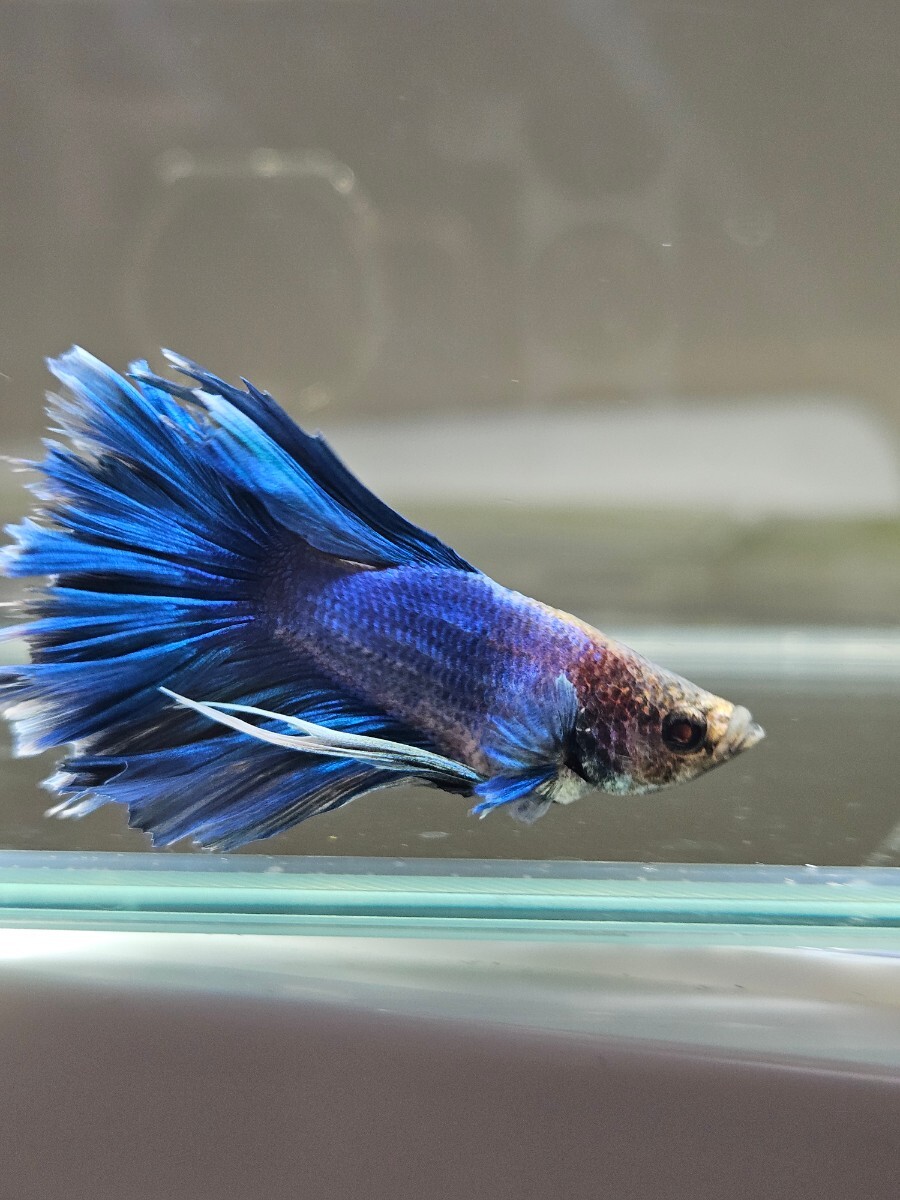  betta blue Gris  cell × Dumbo * male C own breeding half moon Mini size Short body 