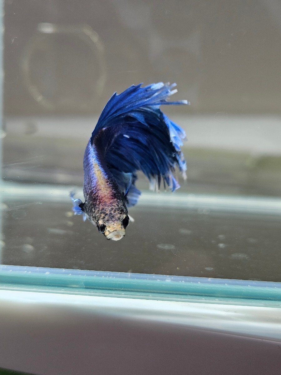  betta blue Gris  cell × Dumbo * male C own breeding half moon Mini size Short body 