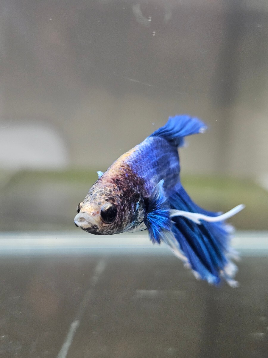  betta blue Gris  cell × Dumbo * male C own breeding half moon Mini size Short body 