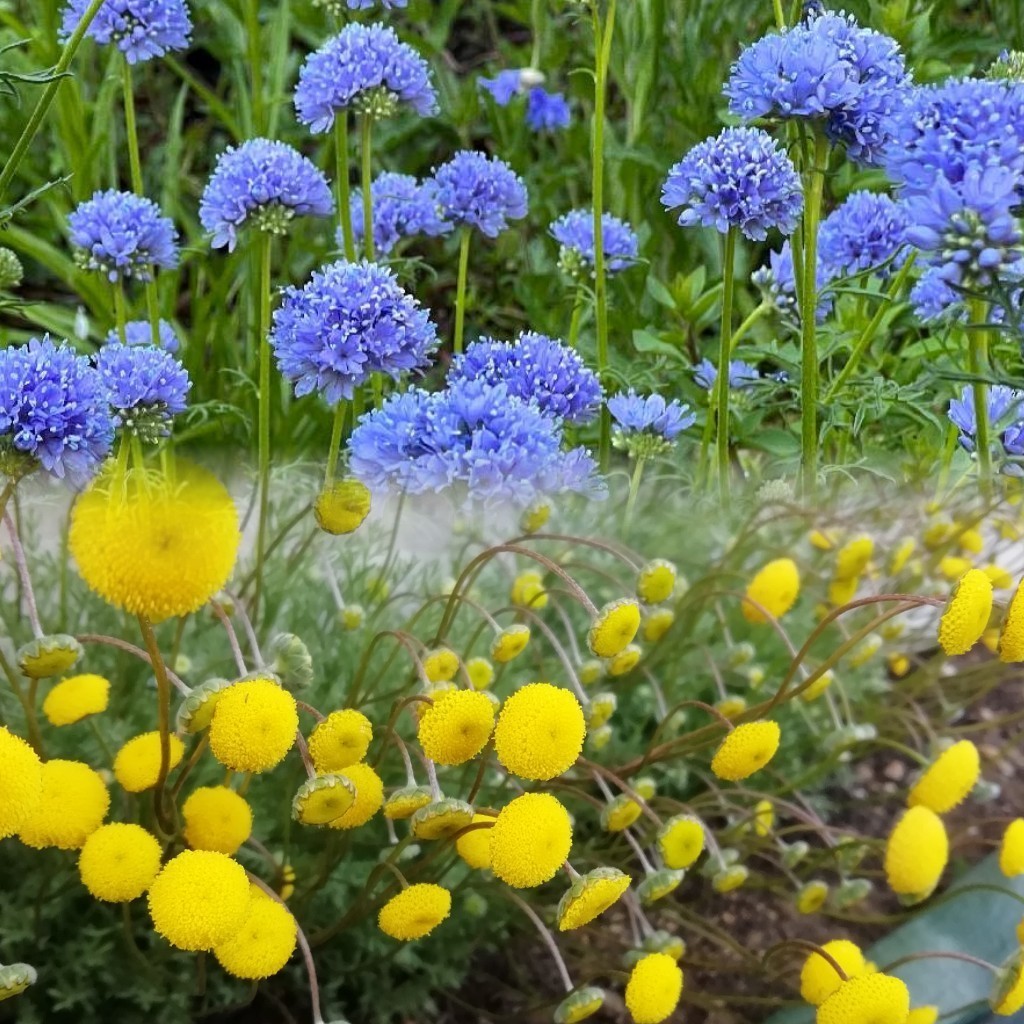 ギリア　カピタータ　20粒　花の種　種子　同梱可能　丸いポンポン　青い花　ブルーガーデン　青花　青紫　もこもこしたお花達　ピンポン花_画像8