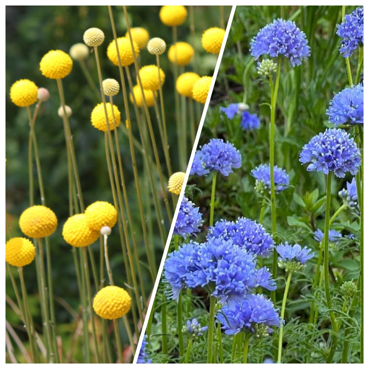 ギリアとクラスペディア　カピタータ　花の種　種子　同梱不可　丸いポンポン　黄色の花　青花　青紫　もこもこしたお花達　ピンポン花_画像1