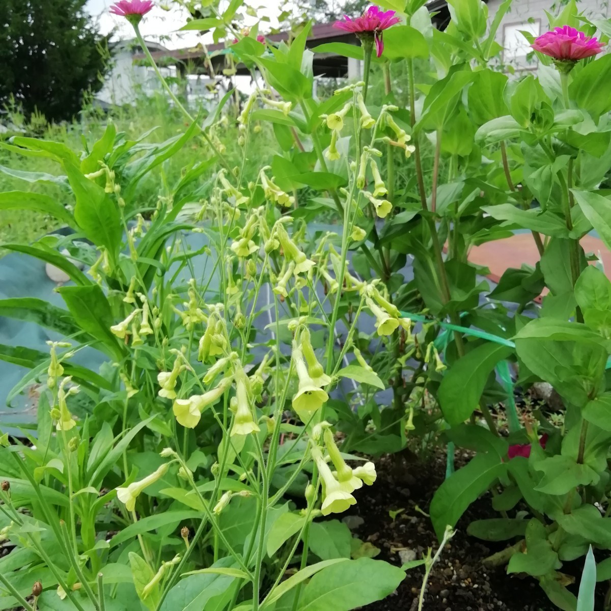ニコチアナ　100粒　ラングスドルフィー　ライムグリーン　同梱可能　珍しい花の種　種子　緑のお花　ベル型　春蒔き 花たばこ ラッパ形_画像3
