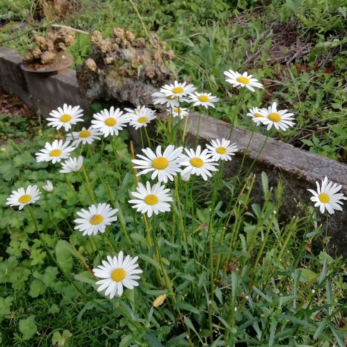 フランス菊の種　種子　30粒　花の種　同梱可能　オックスアイデイジー 多年草　秋春蒔き　白と黄色のお花　切り花　オックスアイデージー_画像8