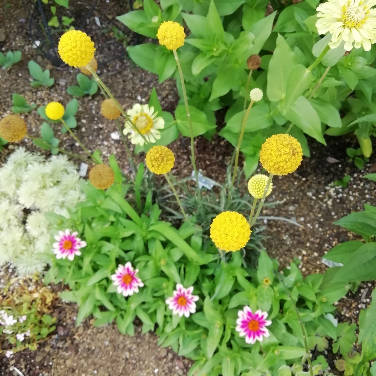 クラスペディア ゴールドスティック　種子10粒宿根草　丸いポンポン　黄色のお花　花の種　ドライフラワー　ゴルフビューティー ピンポン玉_画像4