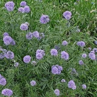 ギリア　カピタータ　20粒　花の種　種子　同梱可能　丸いポンポン　青い花　ブルーガーデン　青花　青紫　もこもこしたお花達　ピンポン花_画像2