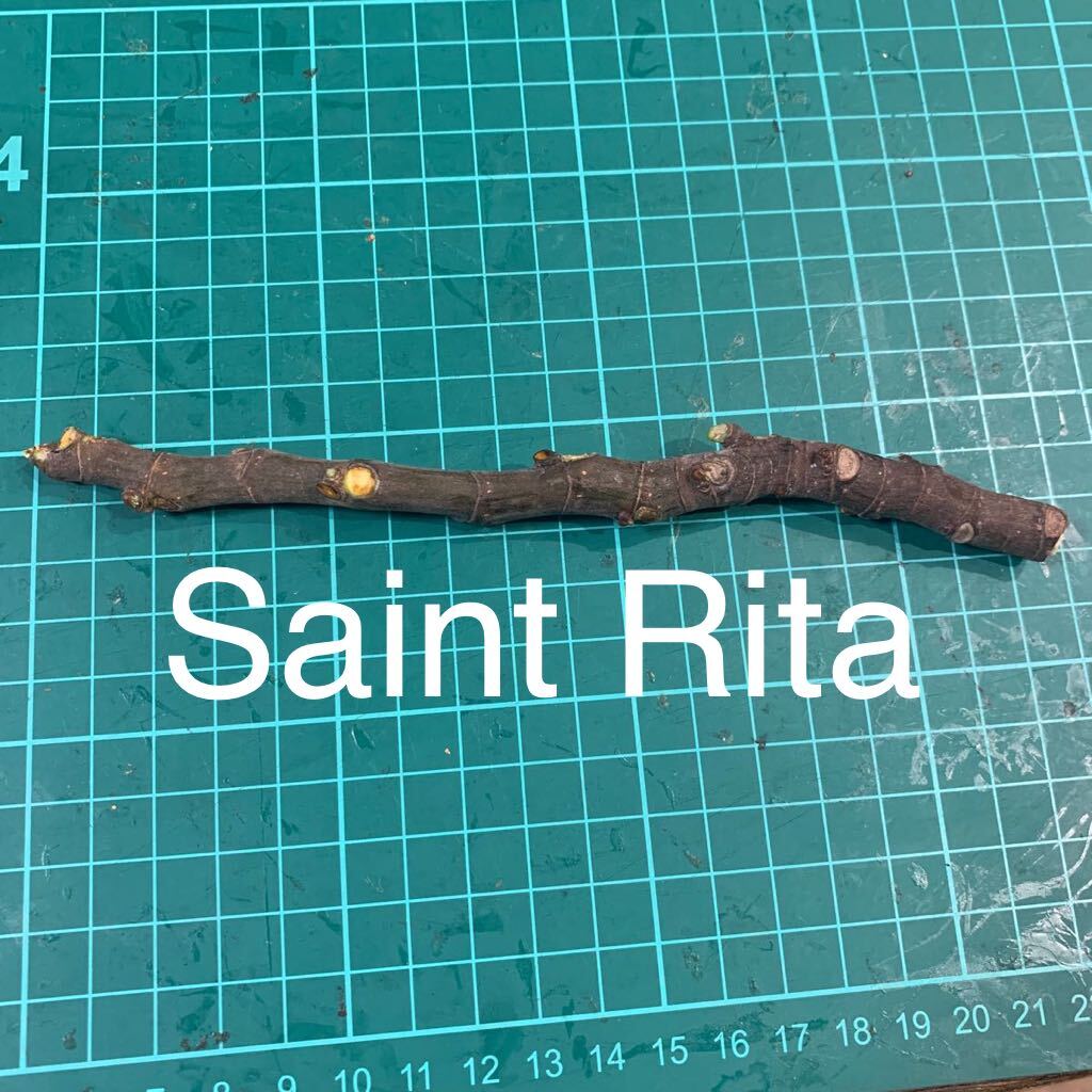 Saint Rita穂木 いちじく穂木 イチジク穂木 の画像1