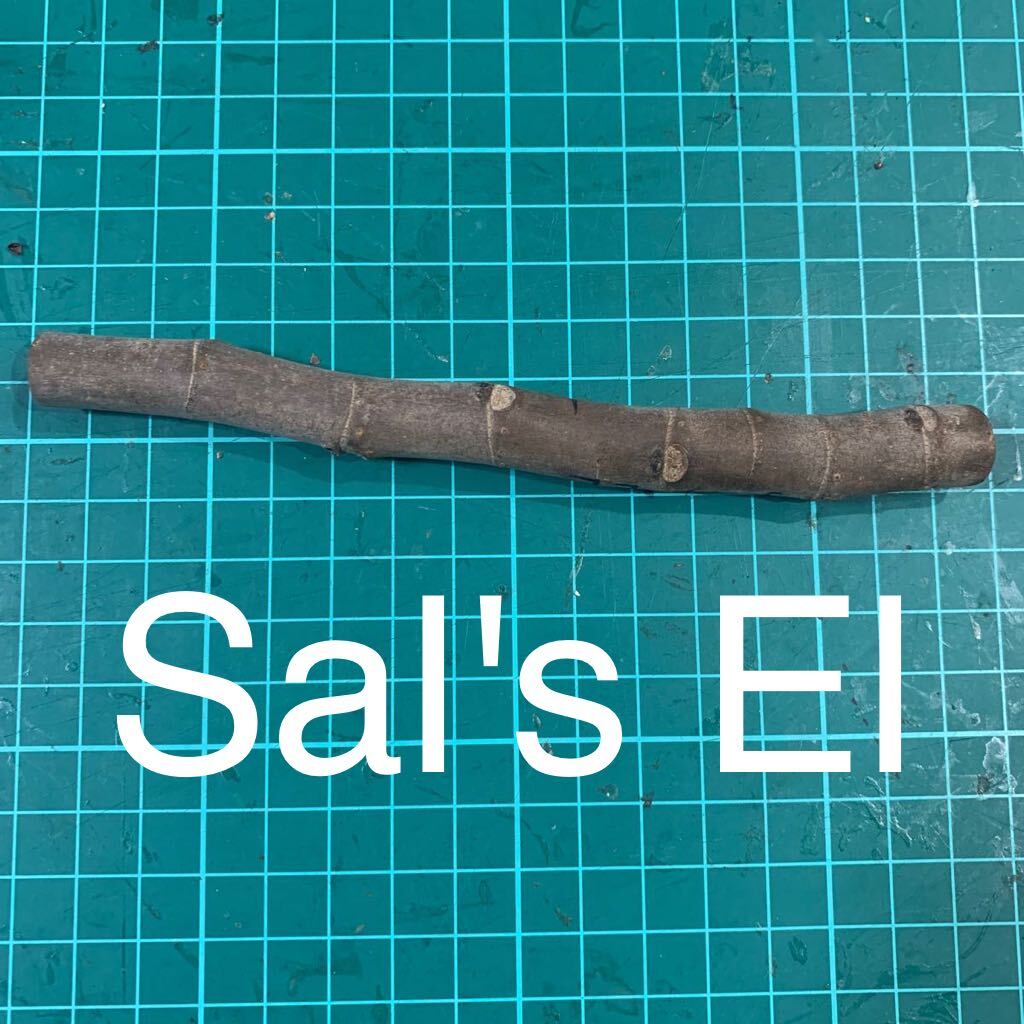 Sal's El穂木 いちじく穂木 イチジク穂木 の画像1