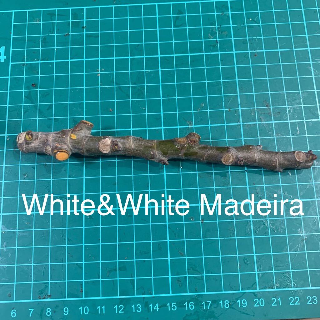 White&White Madeira穂木 いちじく穂木 イチジク穂木 の画像1