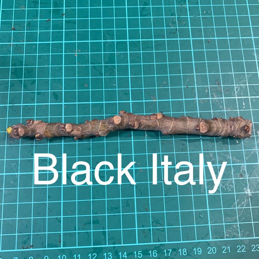 Black Italy穂木 イチジク穂木 いちじく穂木 の画像1