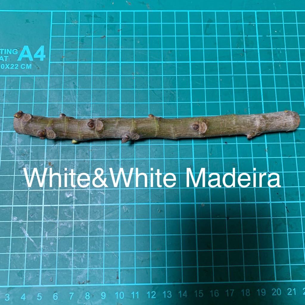 White&White Madeira穂木　イチジク穂木 いちじく穂木 _画像1